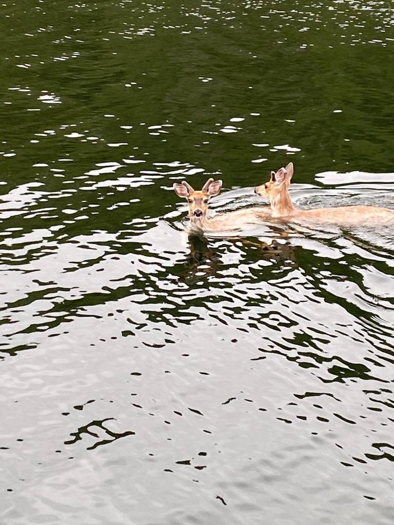 deer swim