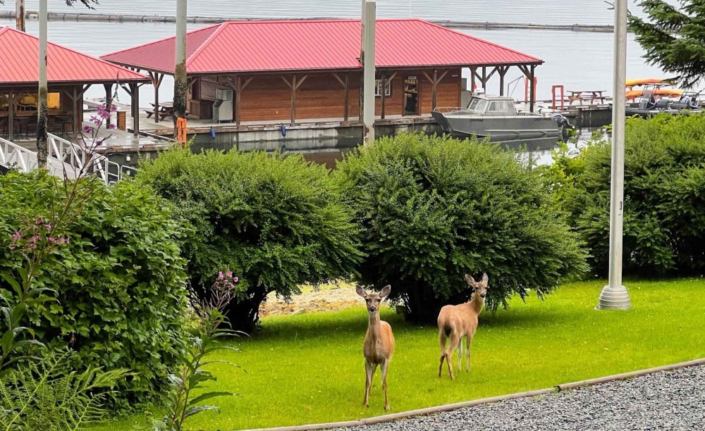 Your stay carousel deer