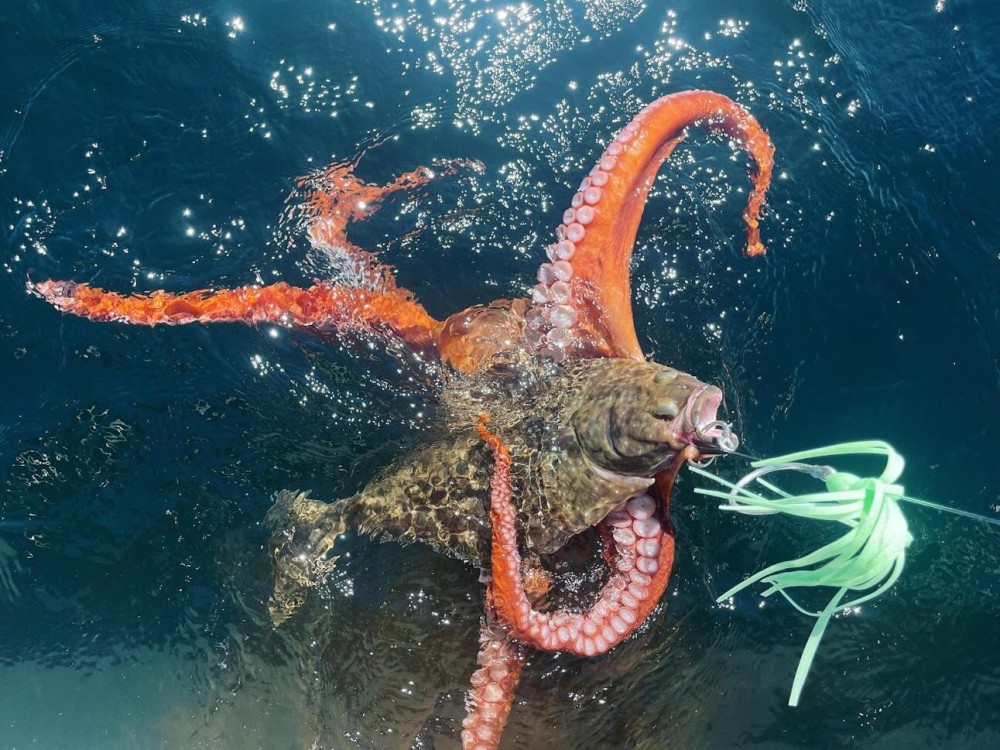 OCTO HALI