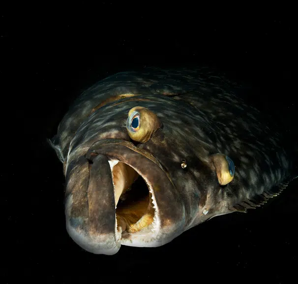 Halibut