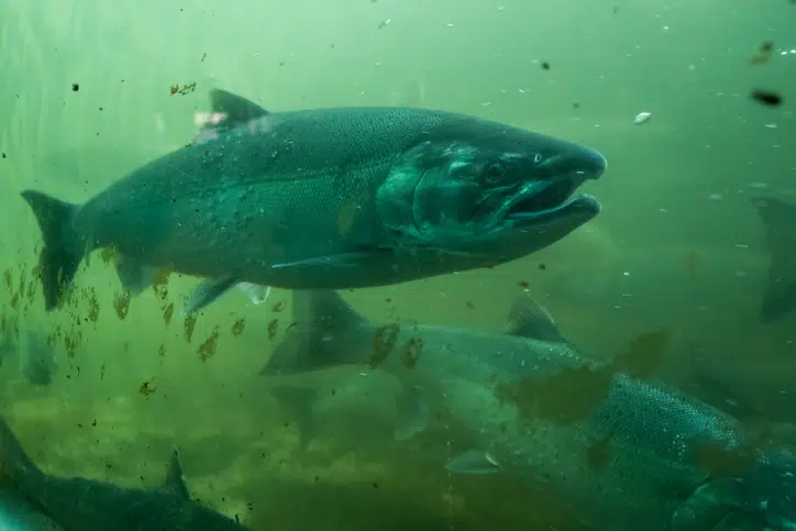 Ballard Locks
