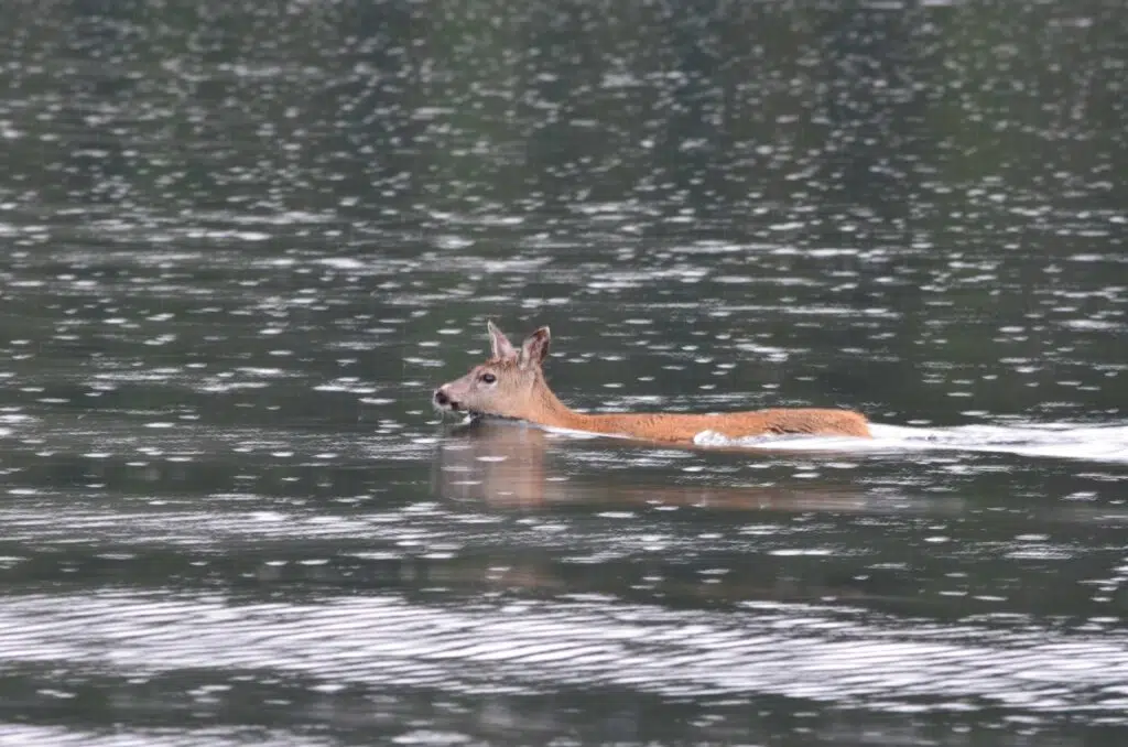 About Carousel Deer