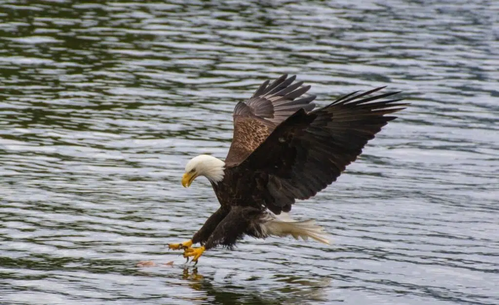 About Carousel Eagle