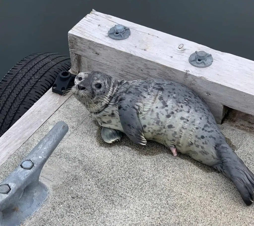 About Carousel Seal
