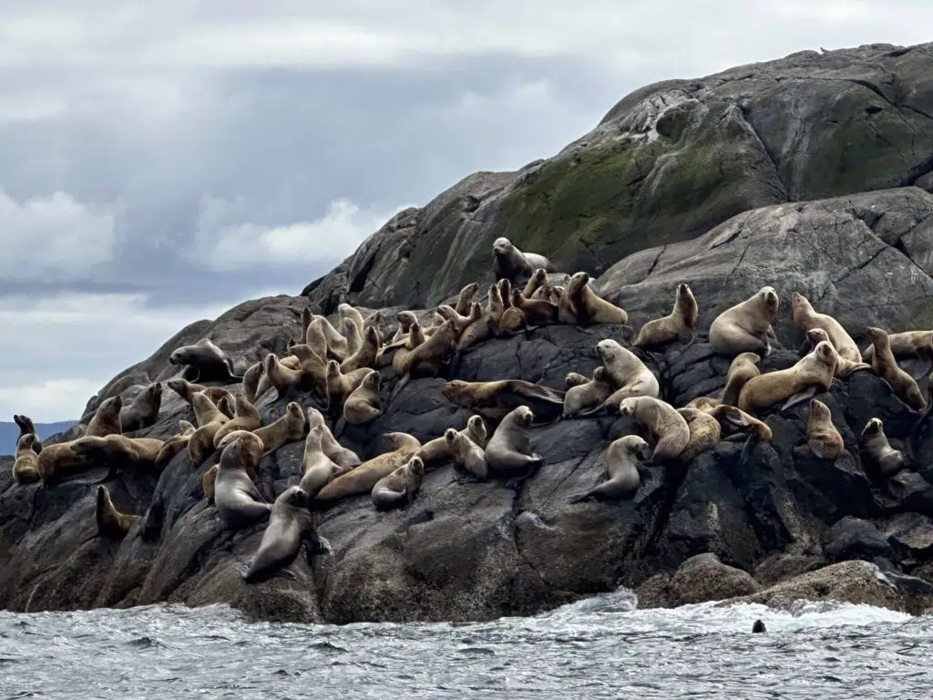 About Carousel Sealions