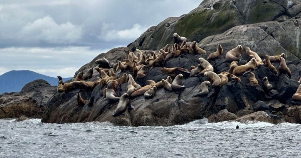 Sea Lions