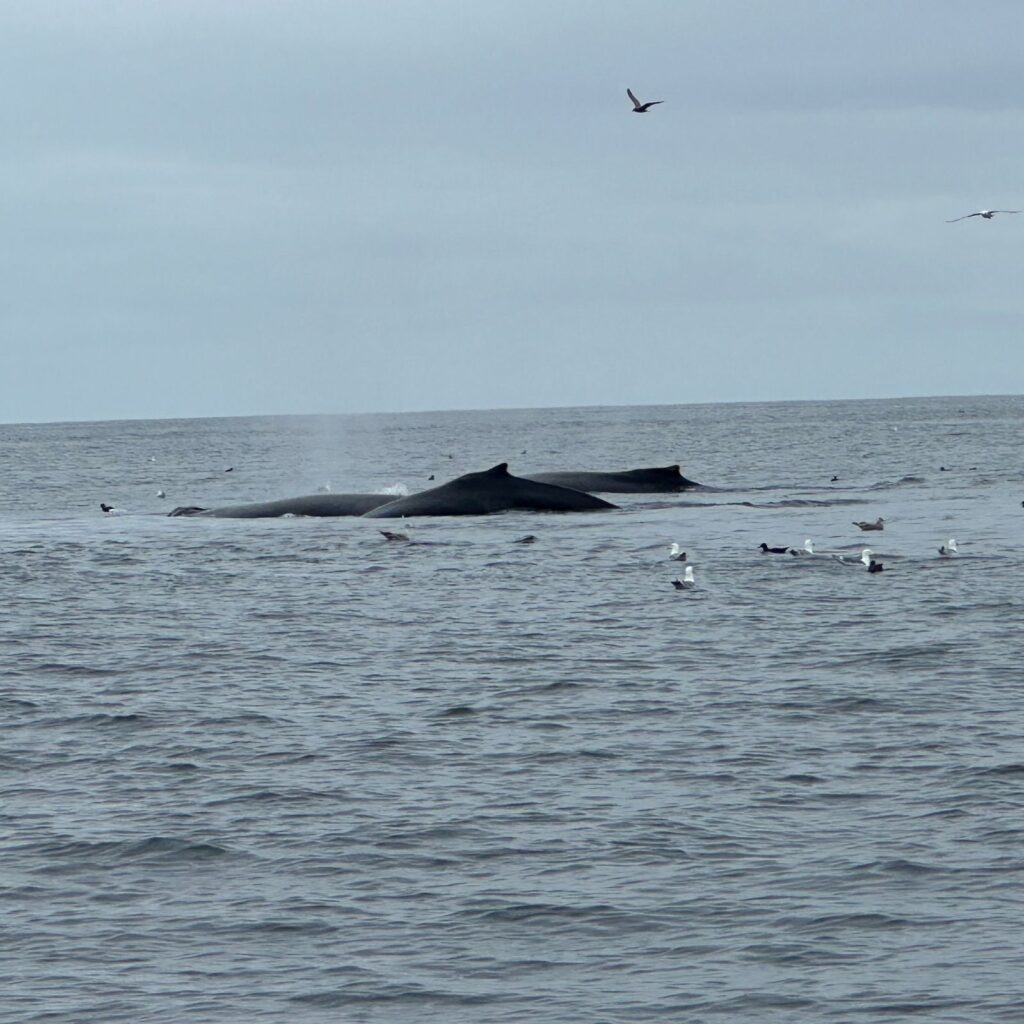Whales