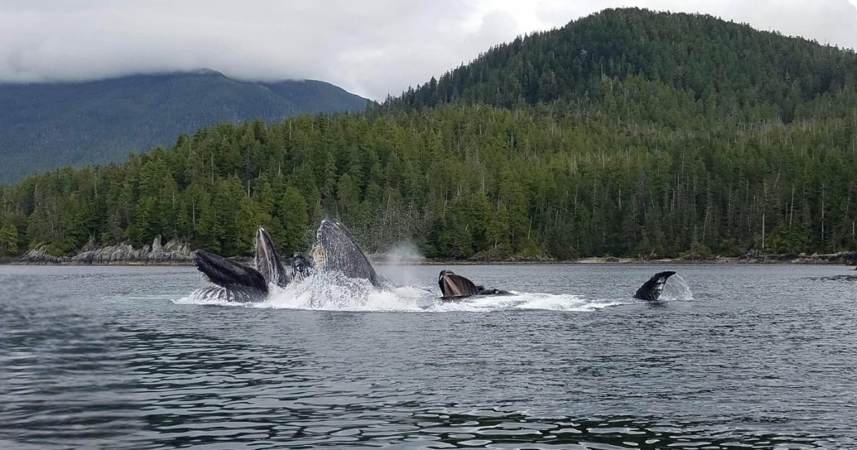 Whales