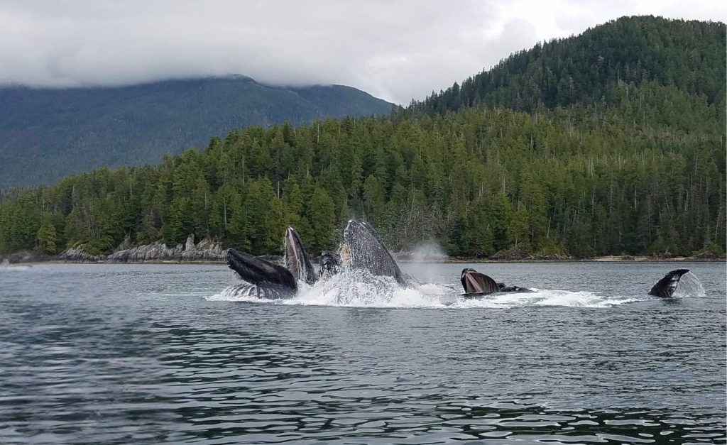 Humpback Feeding