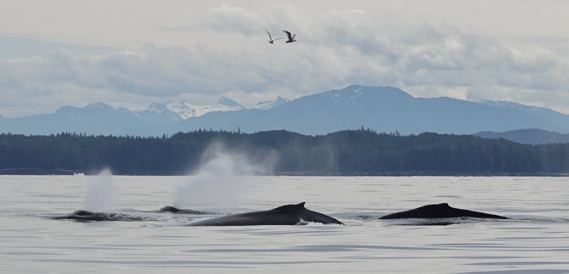 Humpbacks Humpbacks