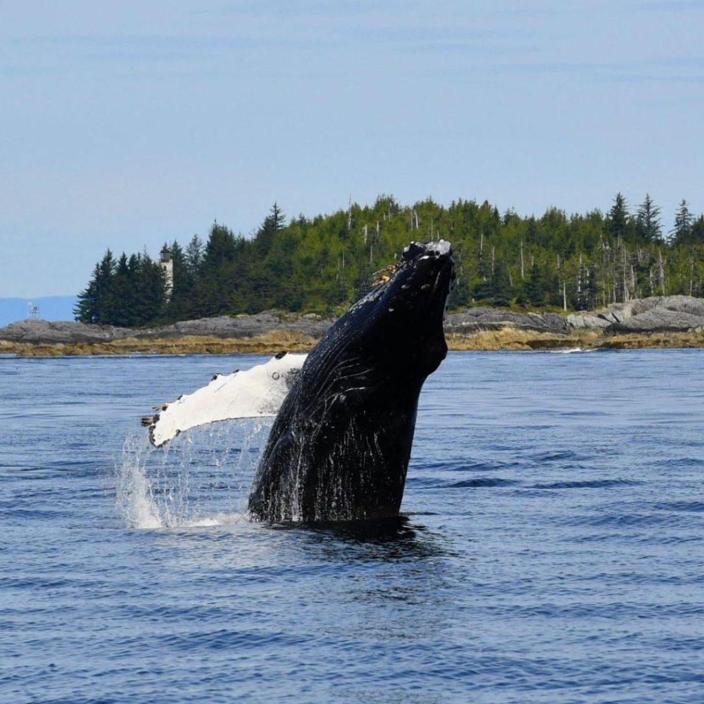Whale 1