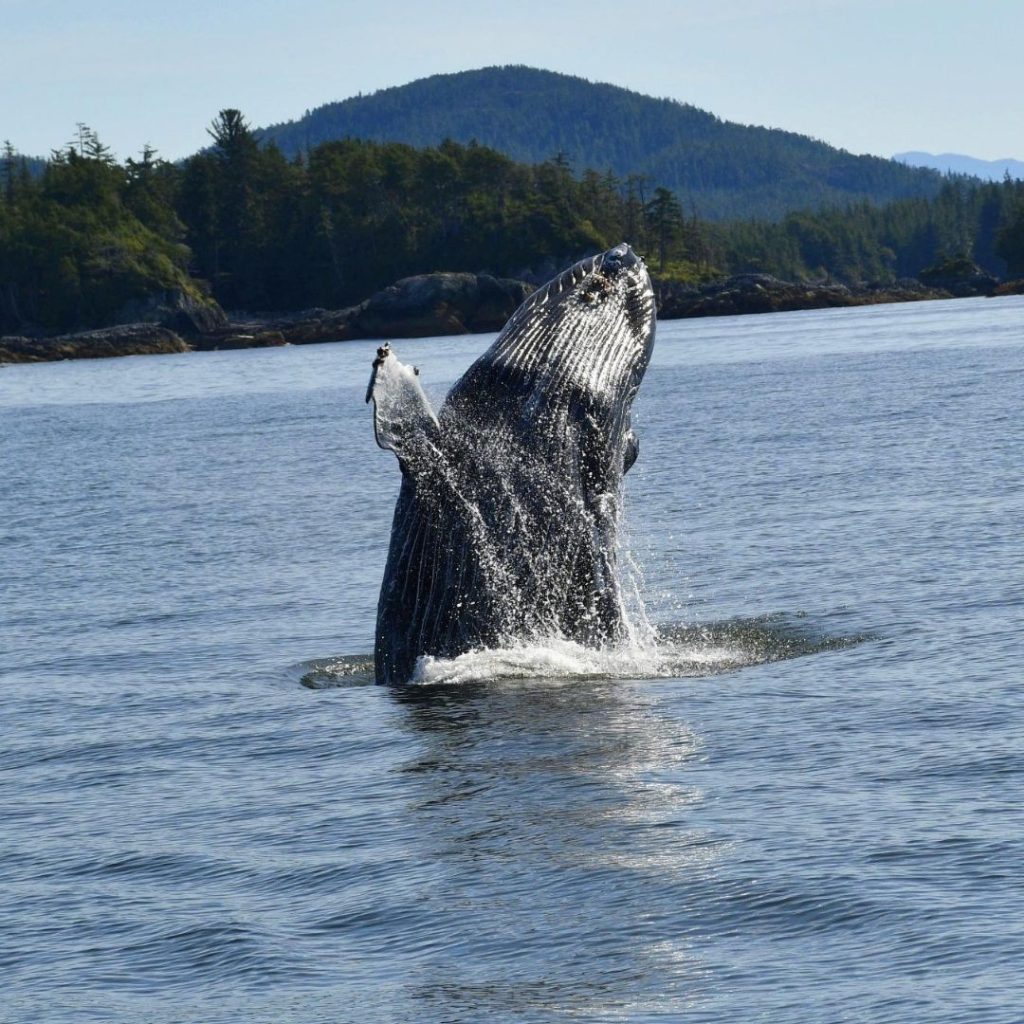 Whale 2