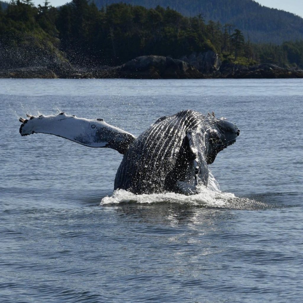 Whale 3