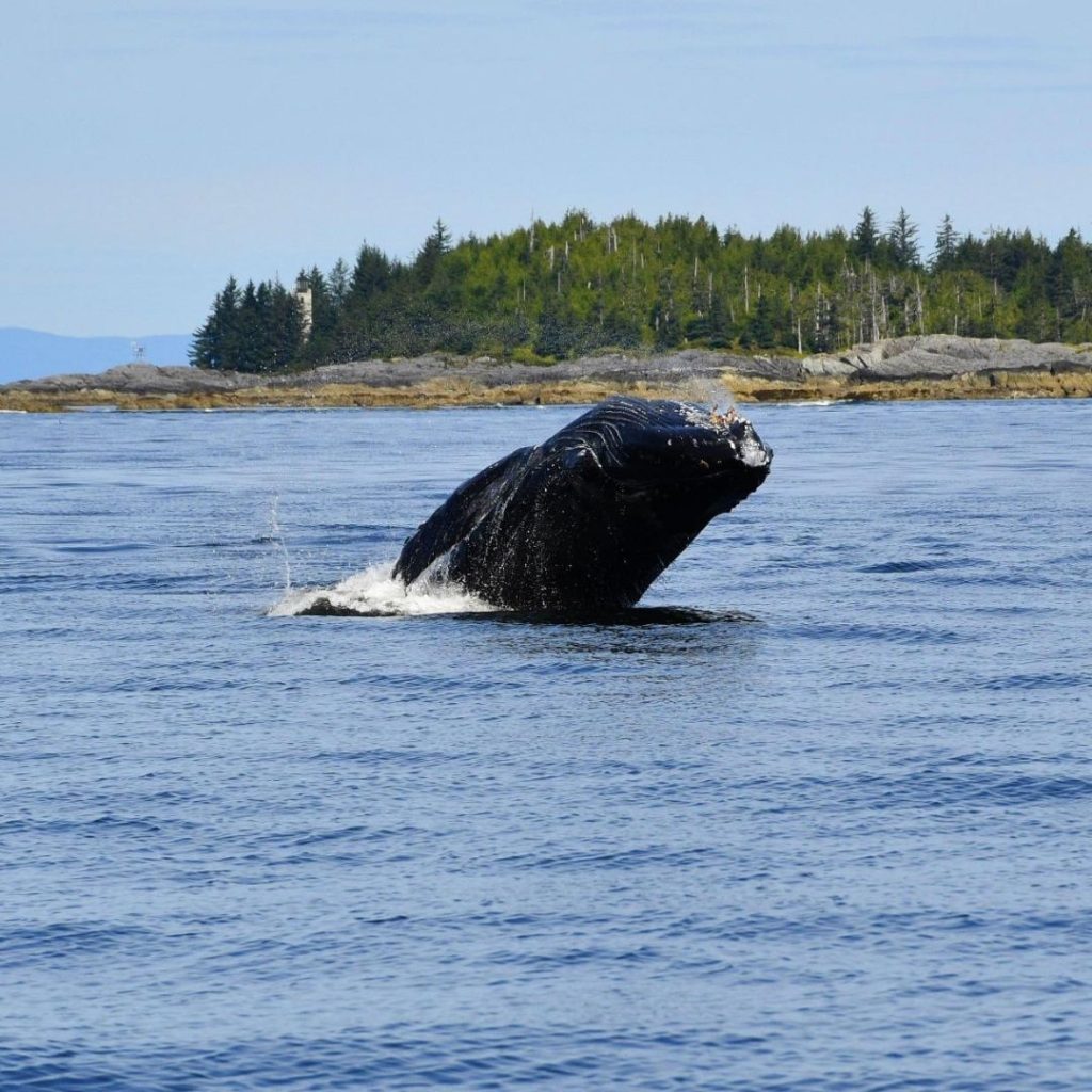 Whale 4