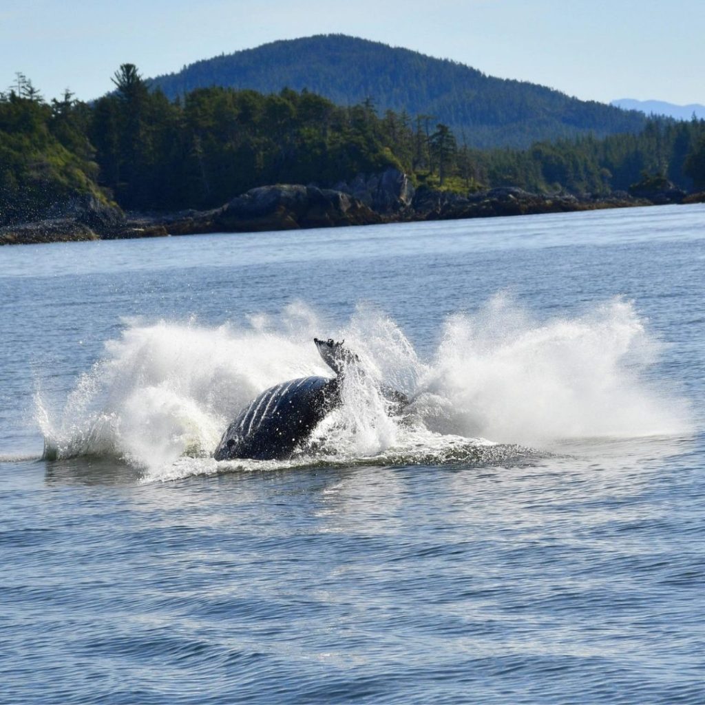 Whale 5