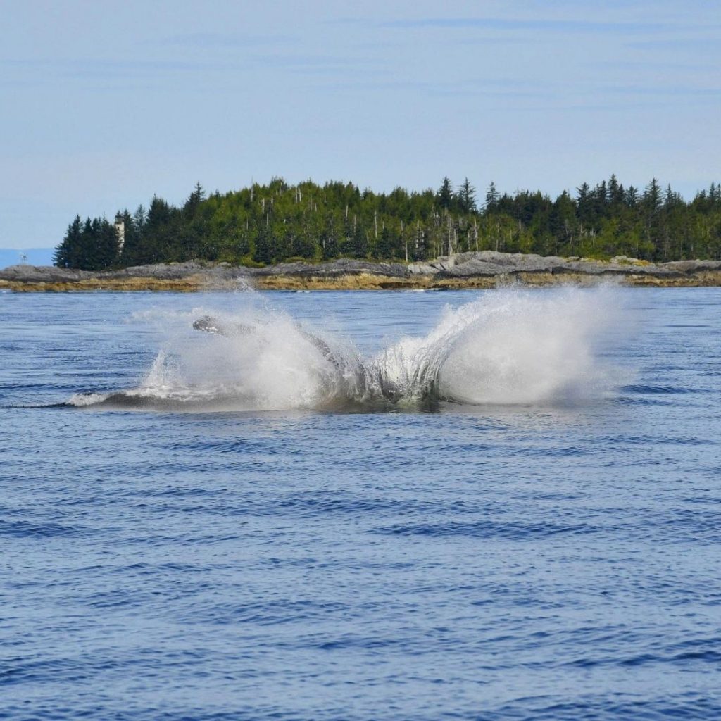 Whale 6