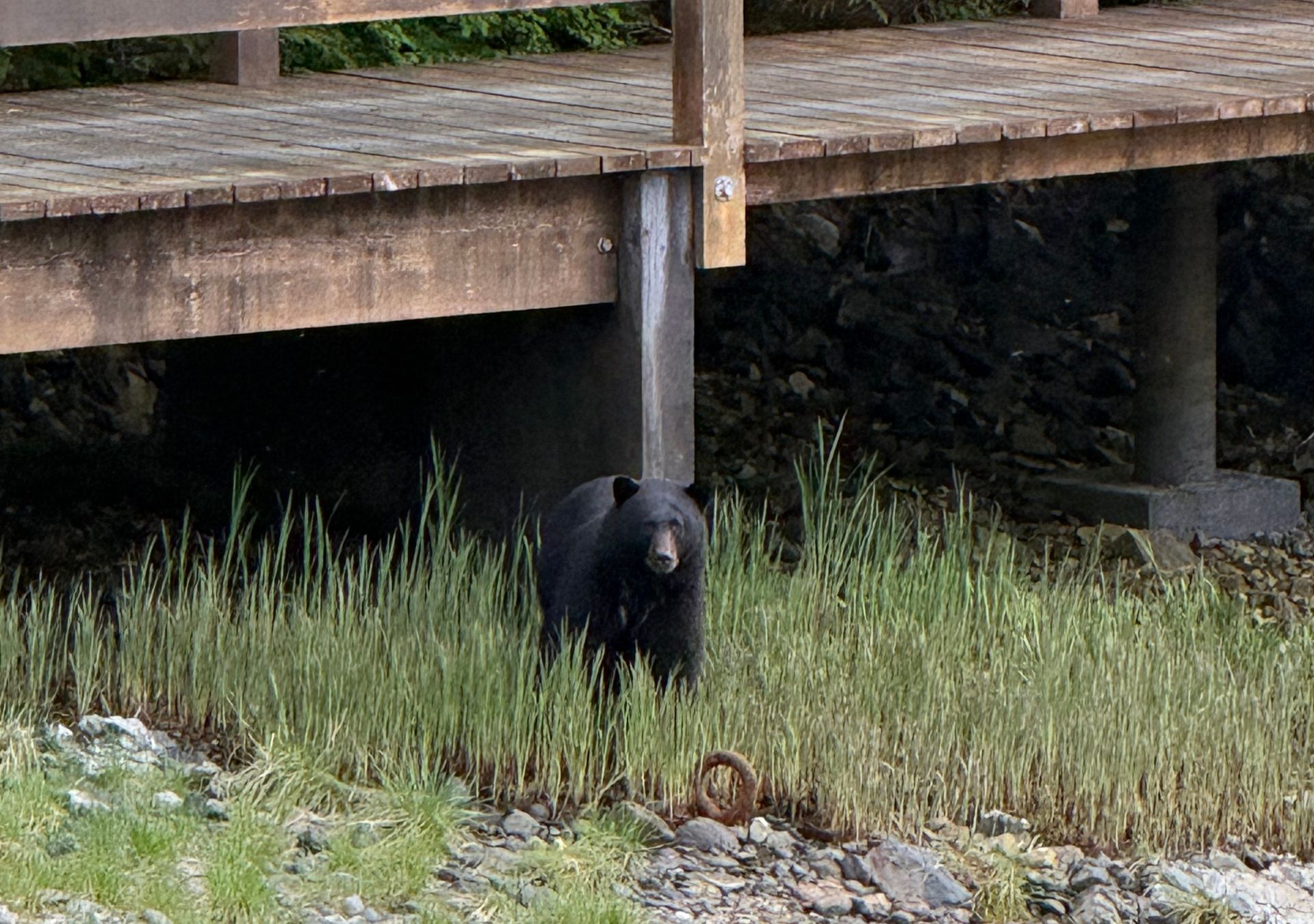 Bear At Eagle Pointe Lodge In May Bear At Eagle Pointe Lodge In May
