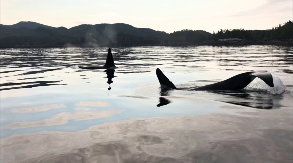 Orca's Nearby